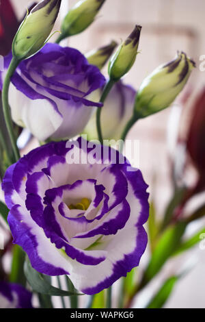 White and purple eustoma bouquet Stock Photo
