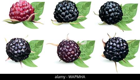 Collection fresh ripe blackberry with green leaves isolated on white background. Summer berry closeup. Beautiful black raspberry. Banner. Vector Stock Vector