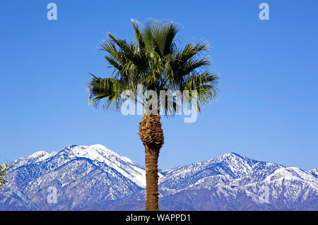 Palm tree and mountains with snow near Palm Springs, CA Stock Photo