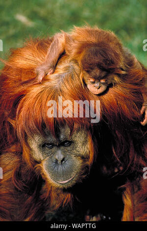 Sumatran Orangutan carrying a young baby on her back. A rare and endangered species. Stock Photo