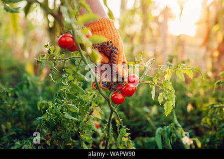 Woman gathers cherry tomatoes on farm. Farming, gardening concept. Farmer picking vegetables Stock Photo