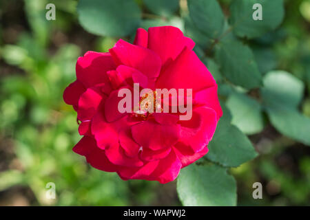 Big red wild rose flower in a garden, close up Stock Photo
