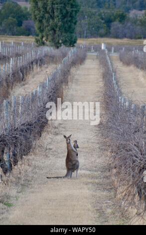 Mother kangaroo with baby joey standing in the rows of vines at a winery in the Hunter Valley region of Australia Stock Photo