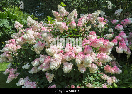 Creamy white to pink flowers of Hydrangea paniculata (panicled hydrangea) 'Vanille Fraise' RHS Garden, Wisley, Surrey, southeast England in summer Stock Photo