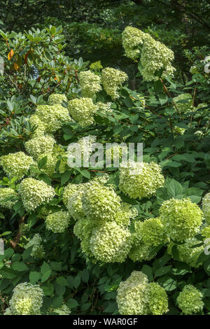 Yellow-green panicles of Hydrangea paniculata 'Limelight' flowering in RHS Garden, Wisley, Surrey, southeast England in summer Stock Photo