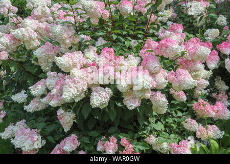 Creamy white to pink flowers of Hydrangea paniculata (panicled hydrangea) 'Vanille Fraise' RHS Garden, Wisley, Surrey, southeast England in summer Stock Photo
