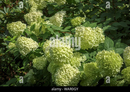 Yellow-green panicles of Hydrangea paniculata 'Limelight' flowering in RHS Garden, Wisley, Surrey, southeast England in summer Stock Photo