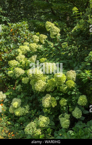 Yellow-green panicles of Hydrangea paniculata 'Limelight' flowering in RHS Garden, Wisley, Surrey, southeast England in summer Stock Photo