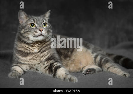 Studio portrait of a beautiful furry cat