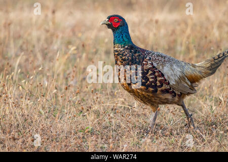Beautiful pheasant running on a yellow field with grass Stock Photo