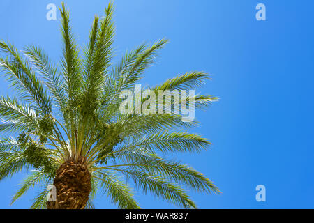 Palm Tree and Clear Blue Sky Stock Photo