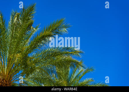 Palm Tree Leaves with Blue Sky Stock Photo