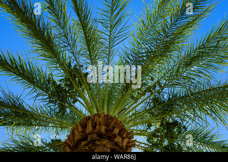 Looking up at Date Palm Trees Stock Photo