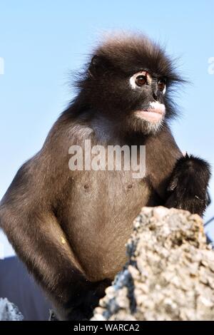 Dusky leaf monkey on Mountain with blue sky in background,  Spectacled langur Stock Photo