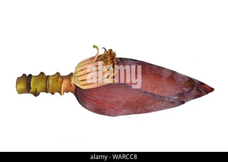 Banana blossom, Flower eaten as delicious vegetable isolated on white background Stock Photo