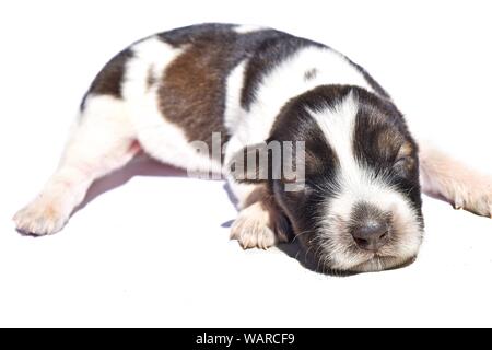 Newborn Spotted Dog isolated on white background, Dark brown and white striped puppy, Baby pet Stock Photo