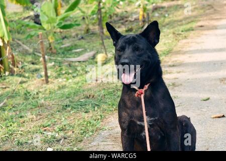The Black short-haired dog sitting and open mouth during hot weather,Rusty steel eyes,Pink tongue, Pet with red cord tied at the neck