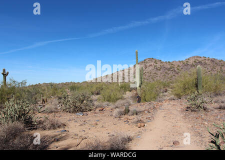 A single, young, male hiker in a mountainous, desert landscape filled with Saguaro and cholla cacti, Palo Verde trees and dry brush in McDowell Sonora Stock Photo