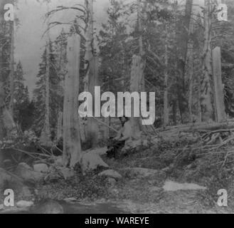 INFINITE PHOTOGRAPHS 1866 Photo Stumps of Trees Cut by The Donner Party in Summit Valley Placer County