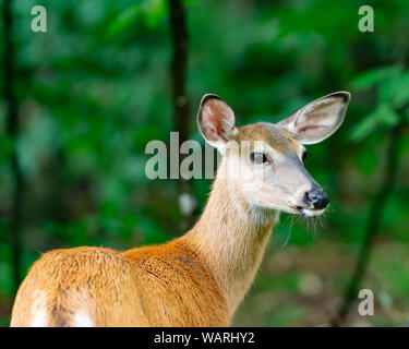 A young alert whitetail deer doe, Odocoileus virginianus, standing in the Adirondack Mountains, NY USA wilderness. Stock Photo