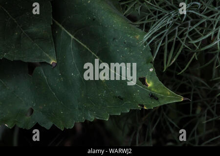 A Black Ant on a Green Leaf Stock Photo