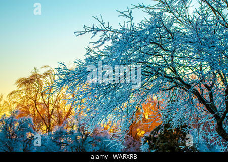 Golden sunset behind a frozen tree after Toronto was hit by an ice storm which resulted in a large power outage across the city which lasted for days. Stock Photo