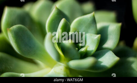 Close-up of lotus seedpod,High angle view of flowers blooming in park,Close-up of lotus on leaves,Close-up of lotus water lily on frozen lake, Stock Photo