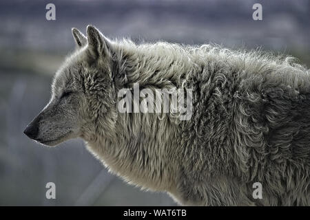 Gray Wolf. Standing and facing to the left. Stock Photo