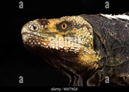 Black-chested Spiny-tailed Iguana (Ctenosaura melanosterna) Stock Photo