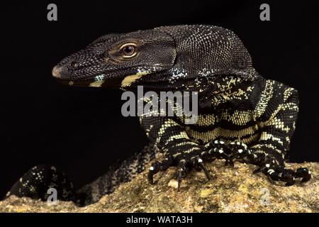 Lace monitor (Varanus varius) Stock Photo