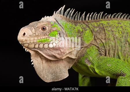 Lesser Antillean Iguana (Iguana delicatissima) Stock Photo