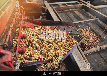 Pulping coffee bean on machine going for next process Stock Photo