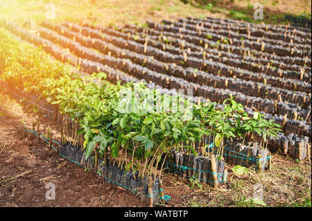 Nursery for baby coffee plants on farm plantation in bright sunny light Stock Photo