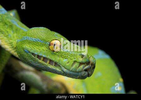 Green Tree Python, Chondropython viridis Stock Photo