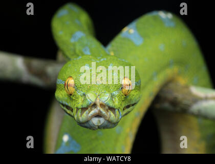 Green Tree Python, Chondropython viridis Stock Photo