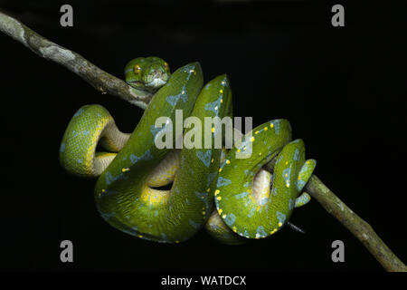 Green Tree Python, Chondropython viridis Stock Photo