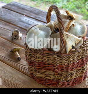 Mushrooms in a basket close up,collected full basket of mushrooms in the forest Stock Photo