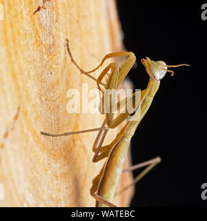 European Mantis, Praying Mantis or Mantis Religiosa Mantidae on wood and black background Stock Photo
