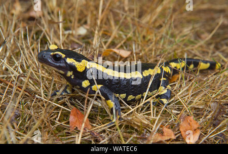 Fire salamander, Salamandra salamandra, crawling in grass Stock Photo