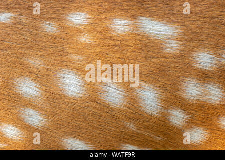 Texture beautiful skin of deer. Body and fur pattern background. Stock Photo