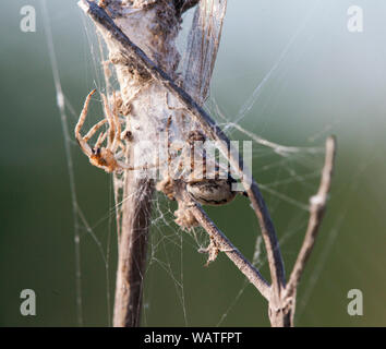 butterfly on a flower, dragonfly on branch Stock Photo