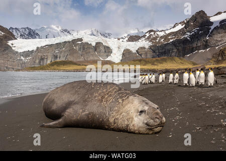 Elephant seal and King Penguins on the beach below the Bertram Glacier, Gold Harbor, South Georgia, Antarctica Stock Photo