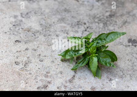 Beautiful tree growing on cement floor. Small tree grows through cracked floor. Stock Photo