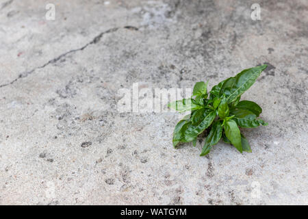 Beautiful tree growing on cement floor. Small tree grows through cracked floor. Stock Photo