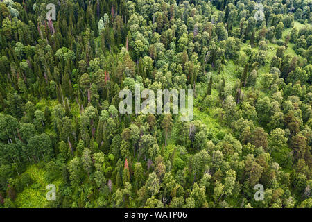 Aerial view of the mountains with green grass and trees with lots of hills and glades on a warm clear sunny day in the Altai Mountains. The freshness Stock Photo