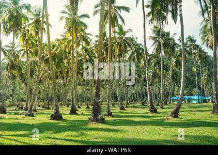 Park of coconut trees with long trunks. high lush palm tree, many trees, on a green hill field, view of a grove background. Long island. Andaman and N Stock Photo