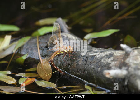 A female Brown Hawker Dragonfly, Aeshna grandis, laying eggs on a log floating in a boggy pool in the UK. Stock Photo