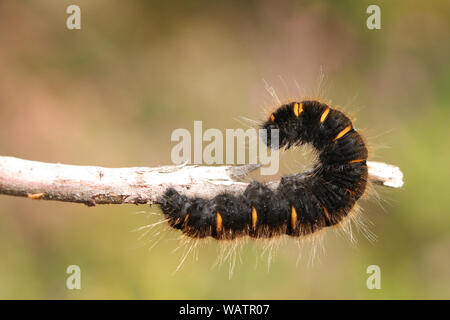 A magnificent Fox Moth Caterpillar, Macrothylacia rubi, walking along a twig in Heath land. Stock Photo