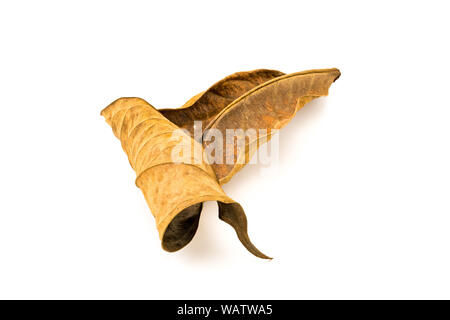 Texture of dirty dry leaf on white background Stock Photo