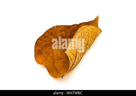 Dirty dry leaf on white background Stock Photo